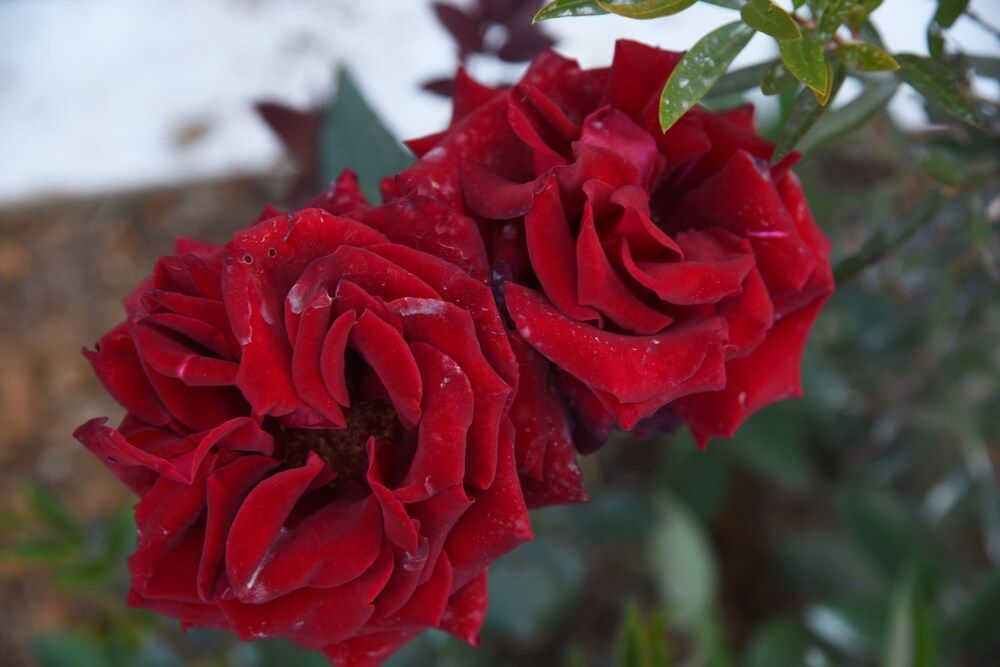 undefined Top Venice 4