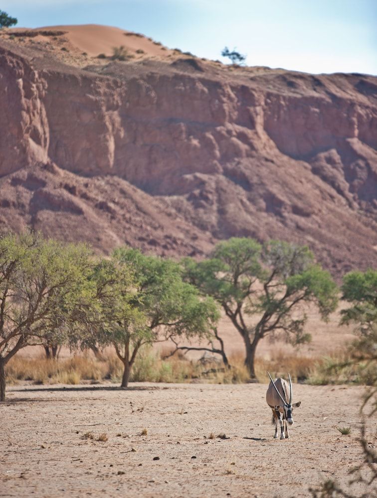 Namib Desert Lodge Standard Twin Room 5