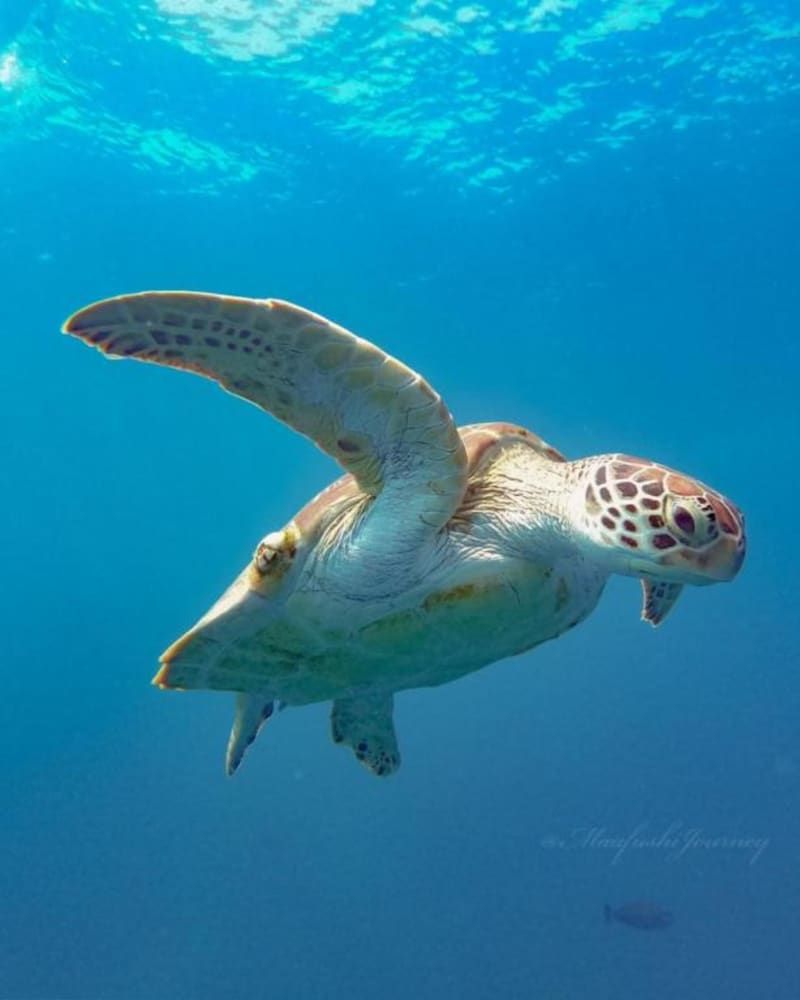 undefined Kokaa Maafushi 6