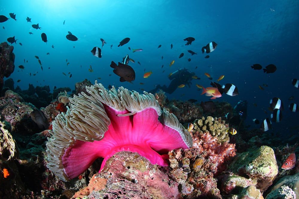 undefined Liyela Retreat Maldives 2