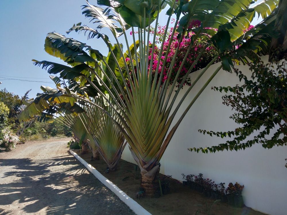 undefined Villa Kalachuchi B&B 7