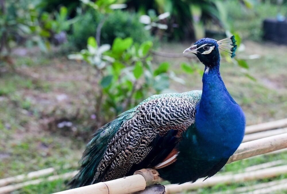 undefined Thalane Beach Resort and Villas 2