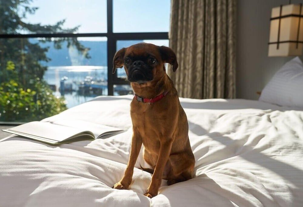 Brentwood Bay Resort & Spa Ocean King (Pet Friendly) 3