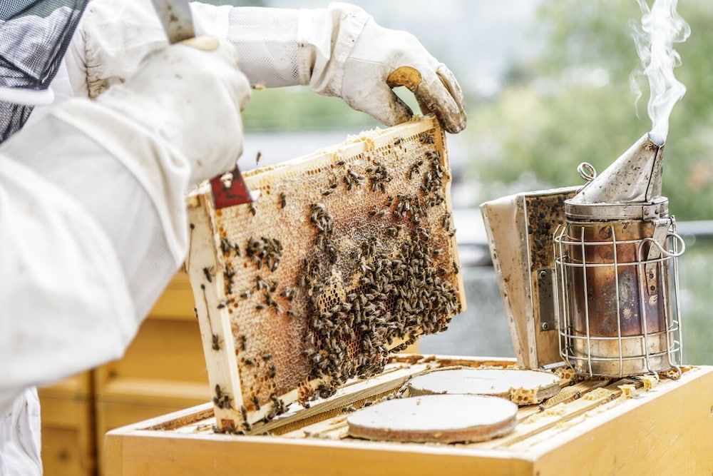 undefined HAIDVOGL MAVIDA Zell am See 9