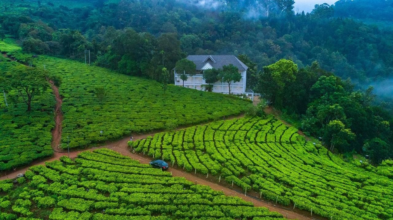 undefined Tea Harvester