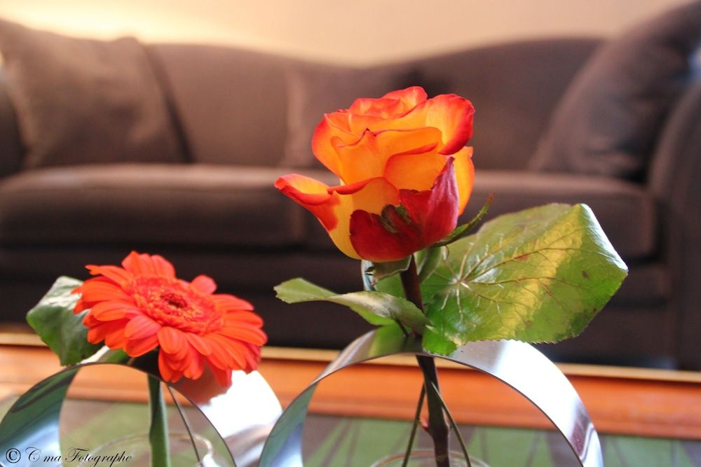 Majestic Single Room 5