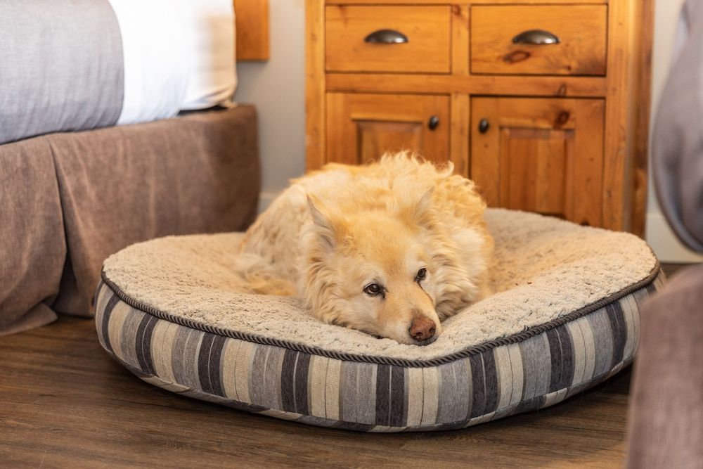 Red Tree Lodge Standard Room, 2 Queen Beds (Pet Friendly) 4
