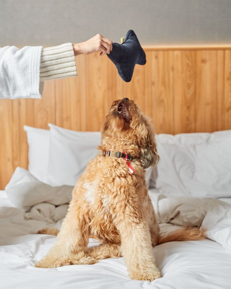 undefined Pullman Lima San Isidro 8