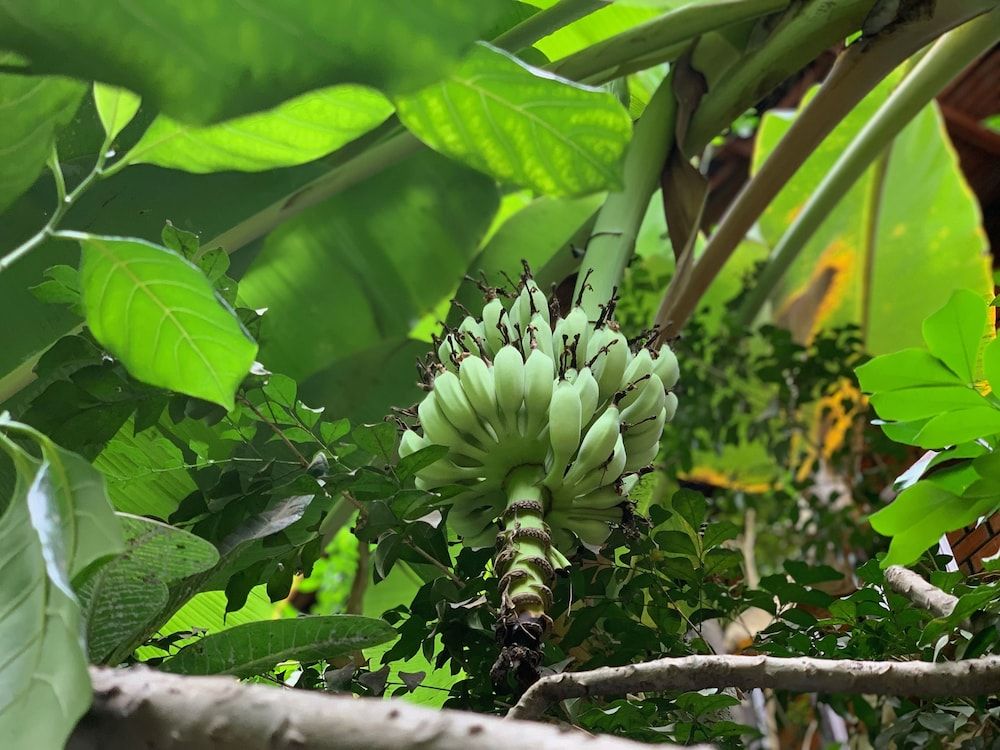 Petit Villa Boutique & Spa Family Suite, Pool View 6