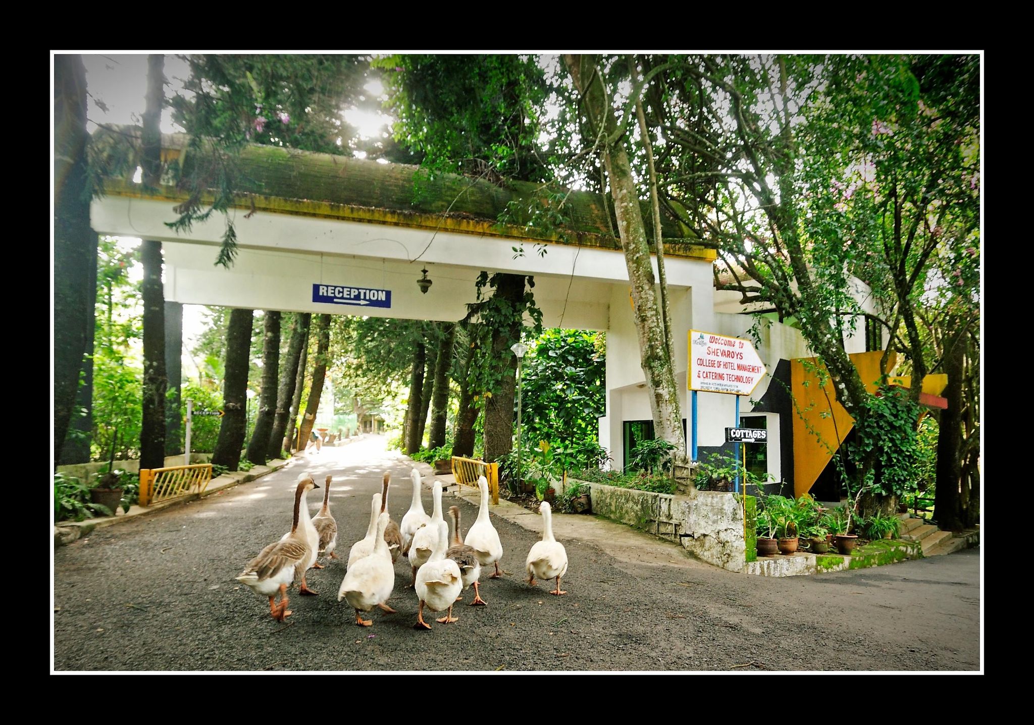 undefined Hotel Shevaroys 9