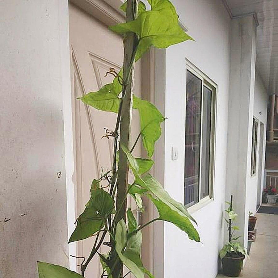 undefined Landy Queen 7