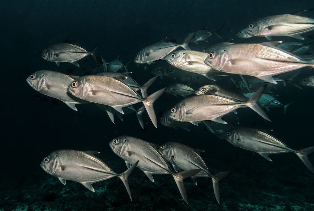 Water-based activities