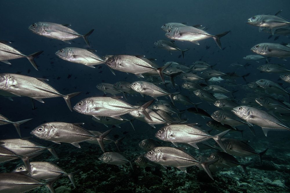 Water-based activities