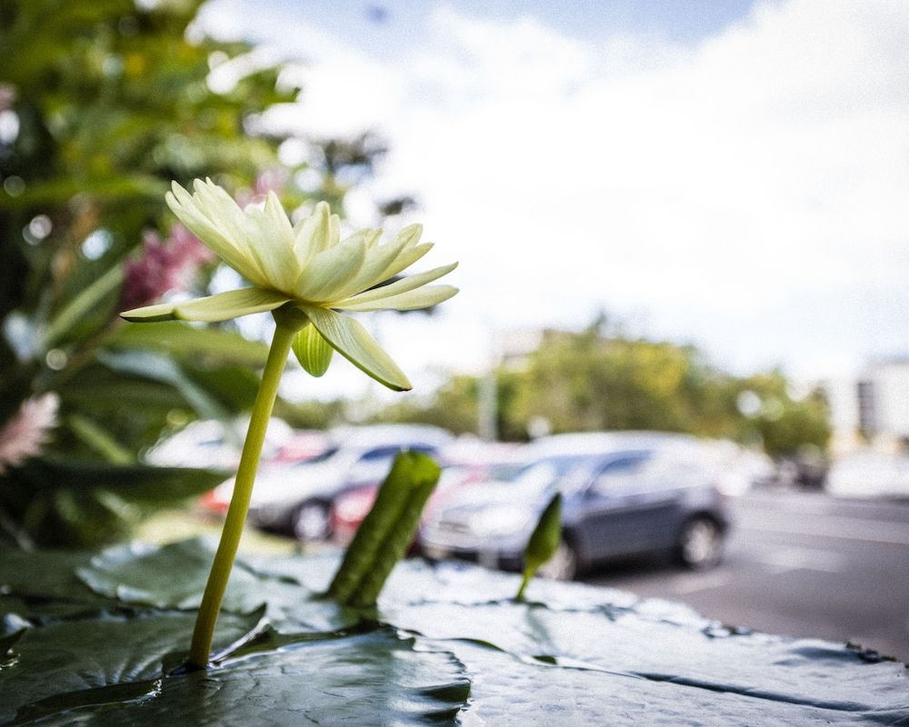 undefined Cascade Gardens 4