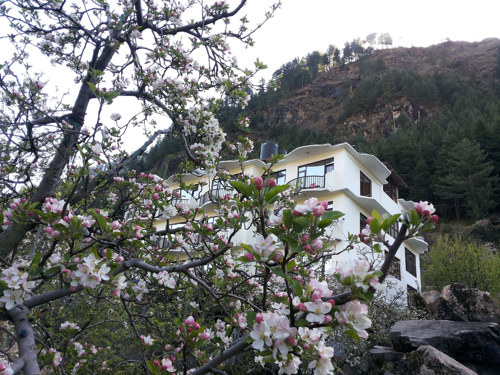 Himalayan Alpine Resort
