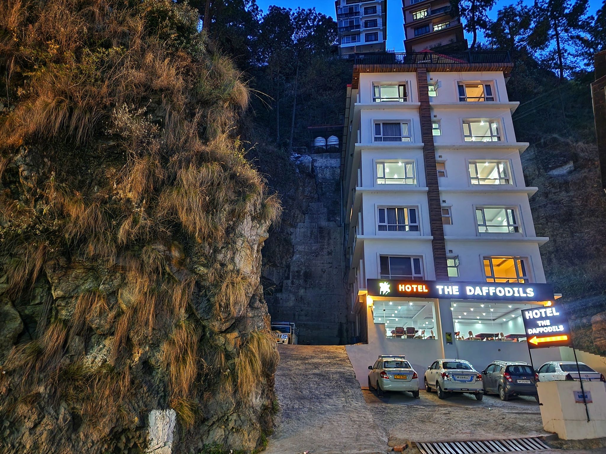 Daffodil The White House