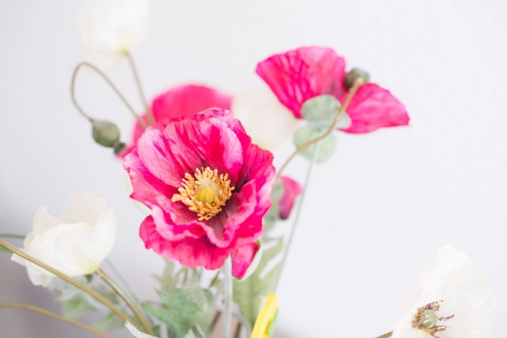 Haus am Dom Apartment Ground Floor for 3 persons 3