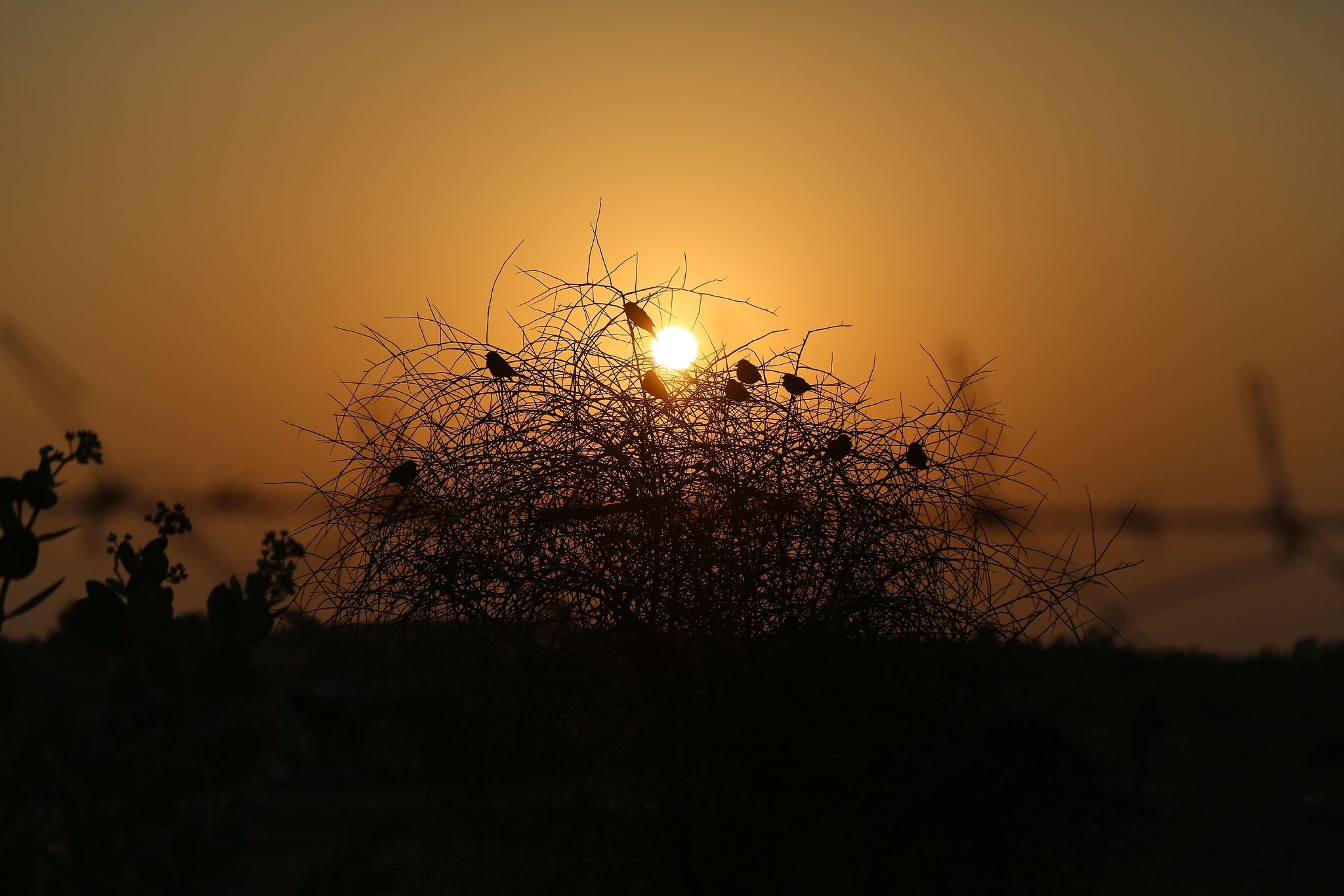 Devi Desert Resort and Retreat