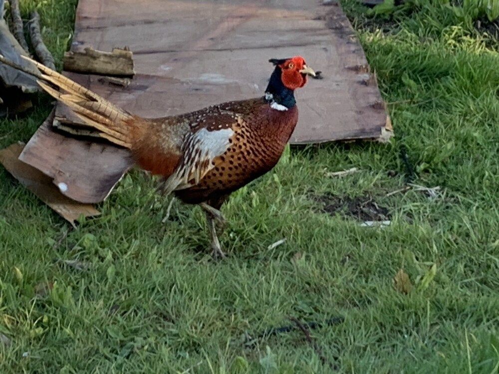 Cosy Escape Heated Luxury pod With hot tub Apartment 34