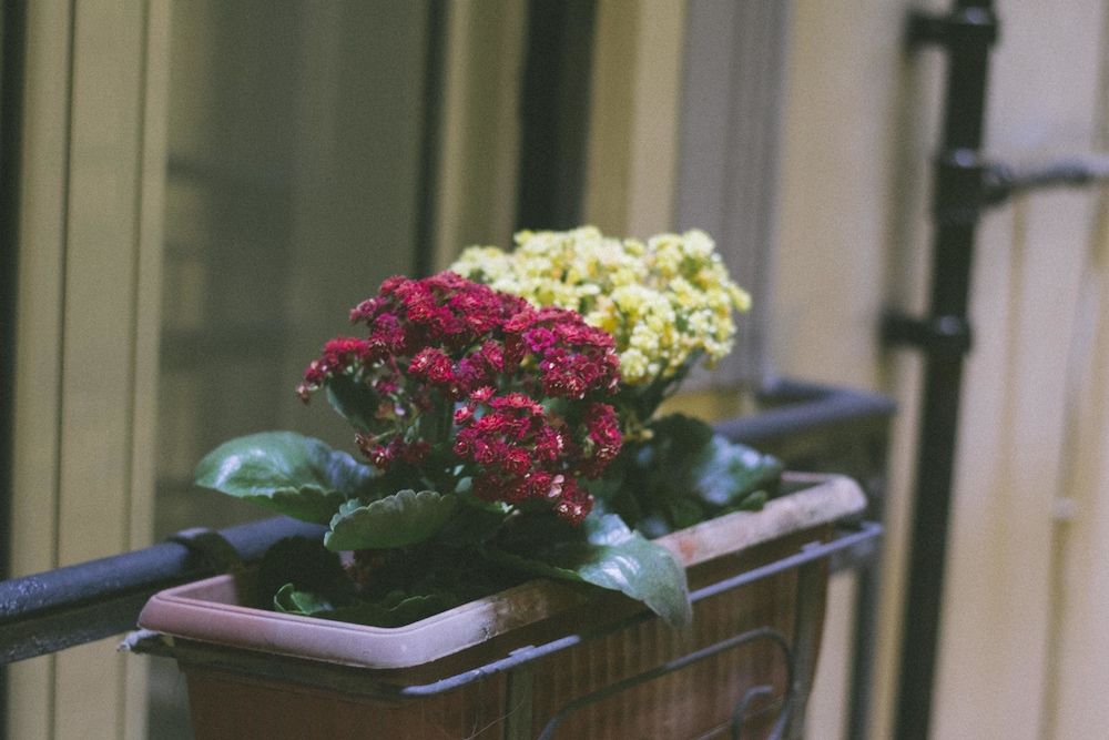 undefined Morelli Suite 2