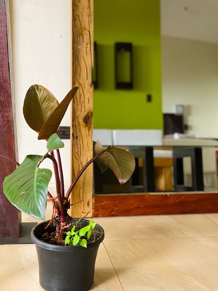 Casa 1800 Cerro Verde Boutique Hotel Suites vistas al Volcán - 2 Queen Beds 2