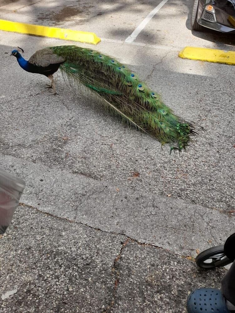 undefined The Tropical Oaks Villa - Near Disney 10