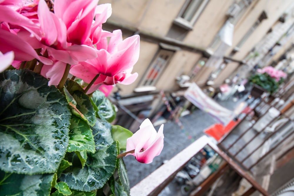 undefined Napoli Time 5