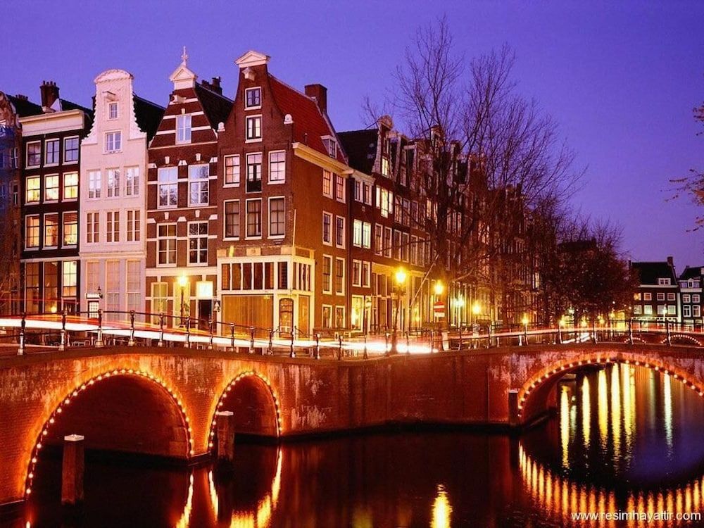 undefined Tulip of Amsterdam 5