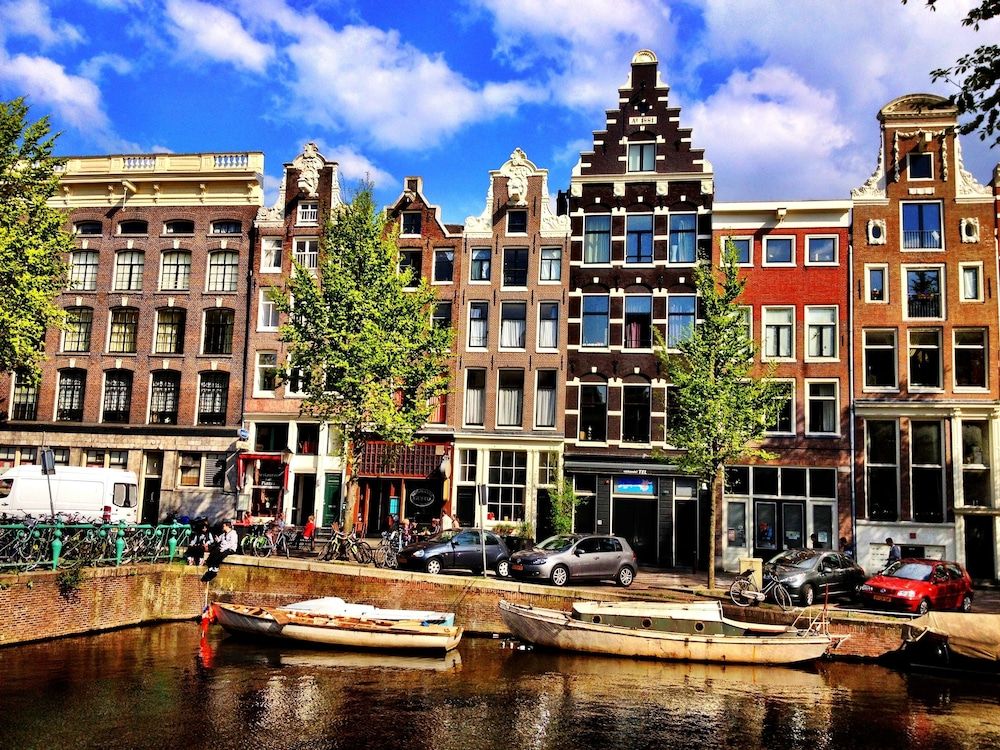 undefined Tulip of Amsterdam 4