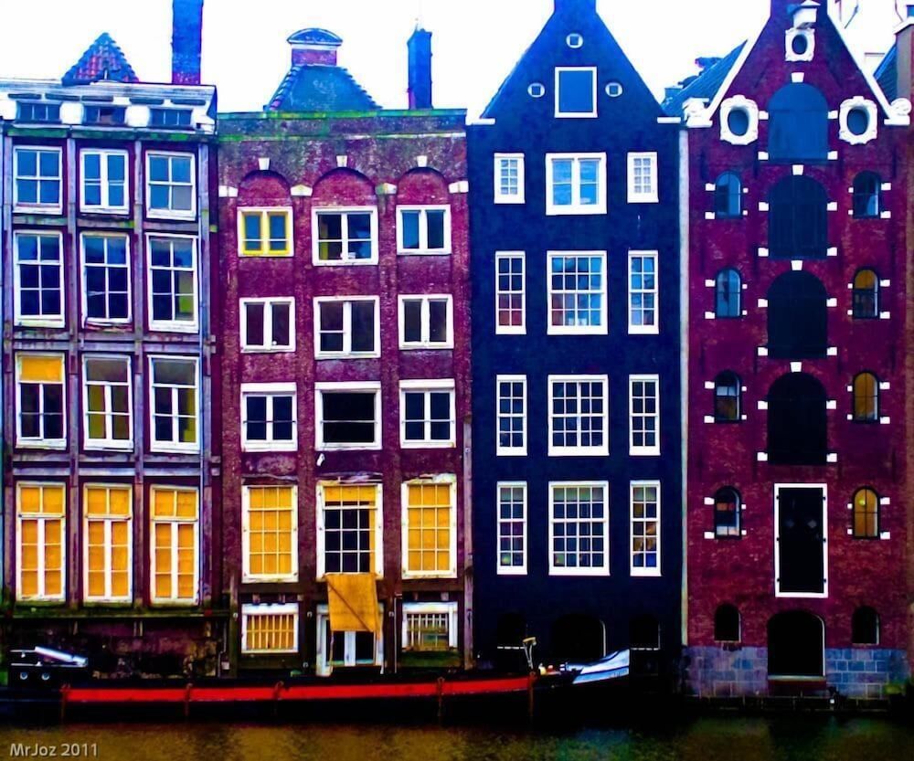 undefined Tulip of Amsterdam 8