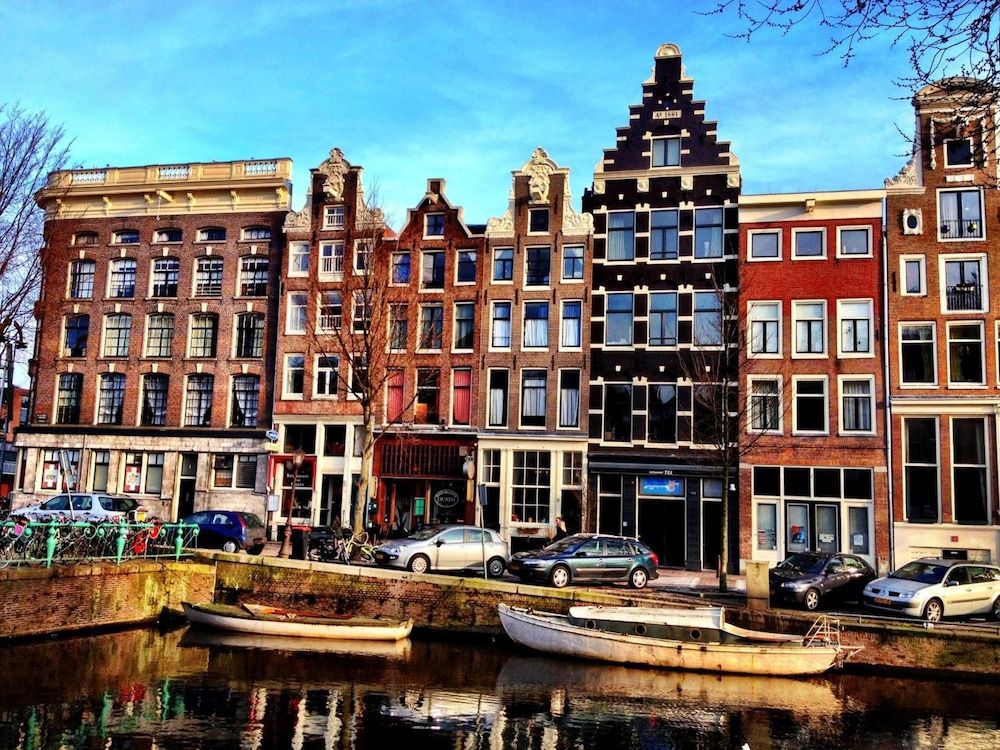 undefined Tulip of Amsterdam 7