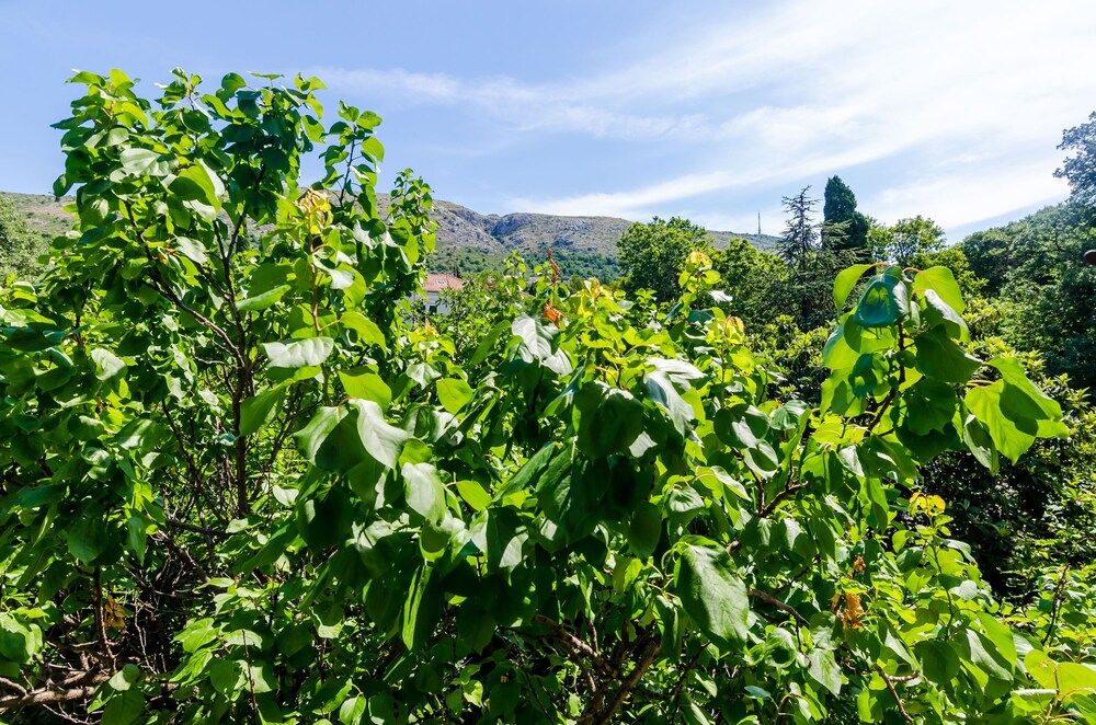 Apartments Eos & Vespera Studio (Apartments Eos & Vespera - Studio Apa) 9