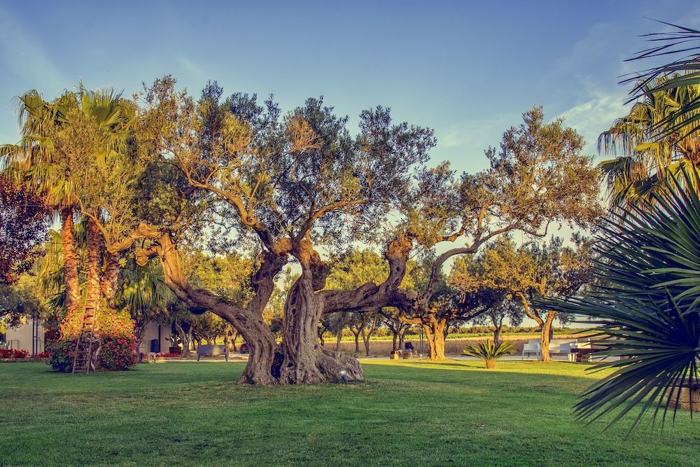 Outdoor Wedding Area