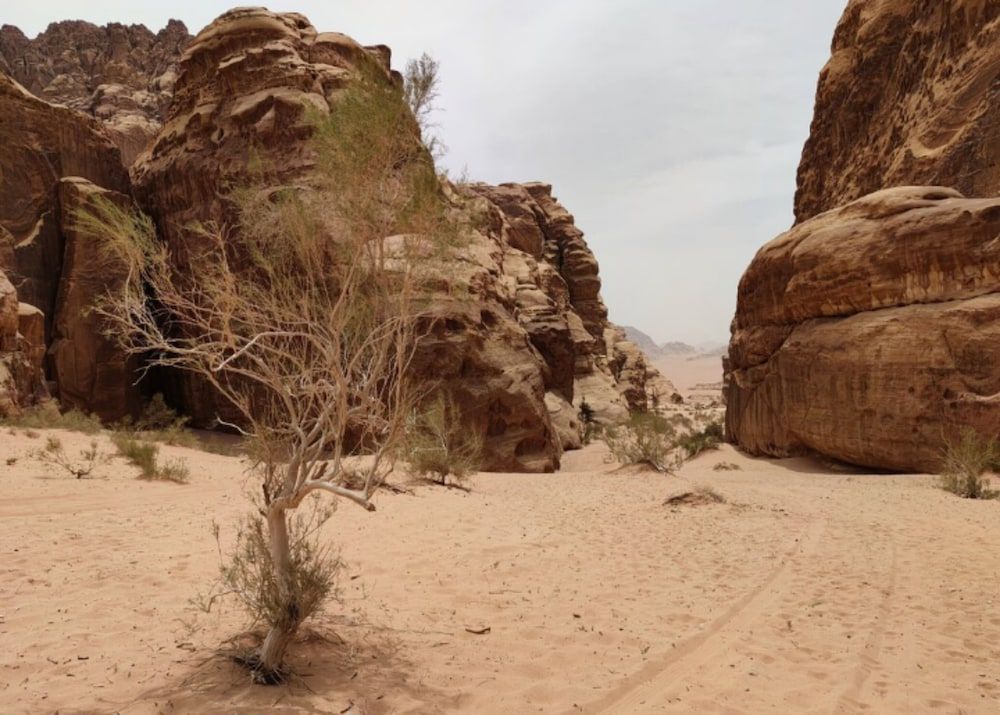 undefined Wadi Rum Tribe - Campsite 8