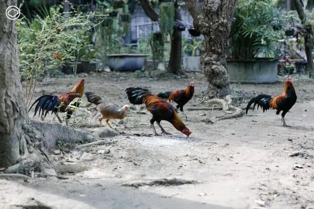 undefined De nimman 2