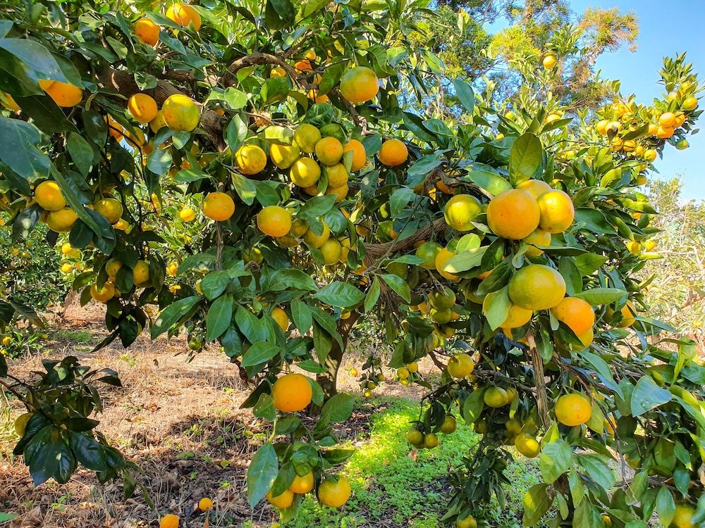 undefined Maple Happy House 6