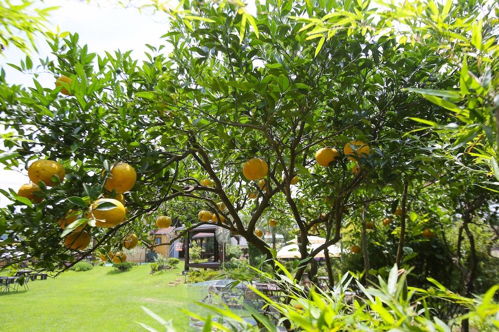 undefined Maple Happy House 8