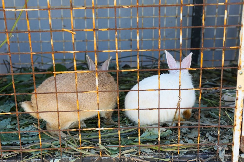 undefined Maple Happy House 7