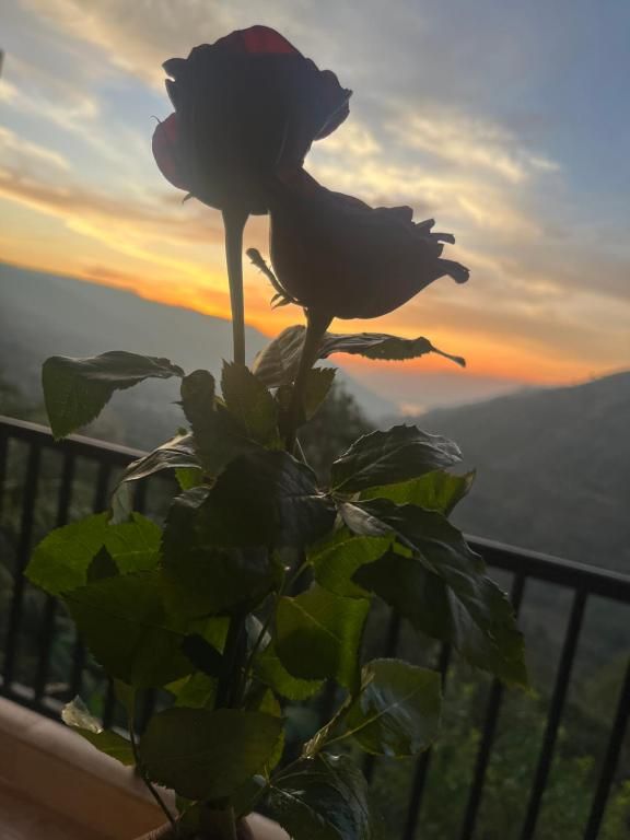 King Room with Mountain View