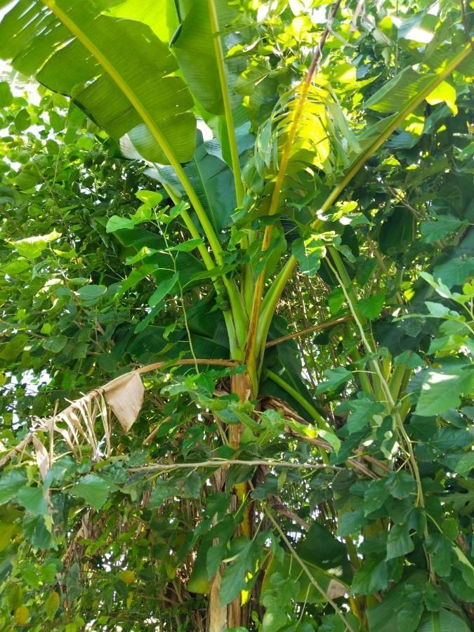 undefined Airport luxury nature valley homestay  9