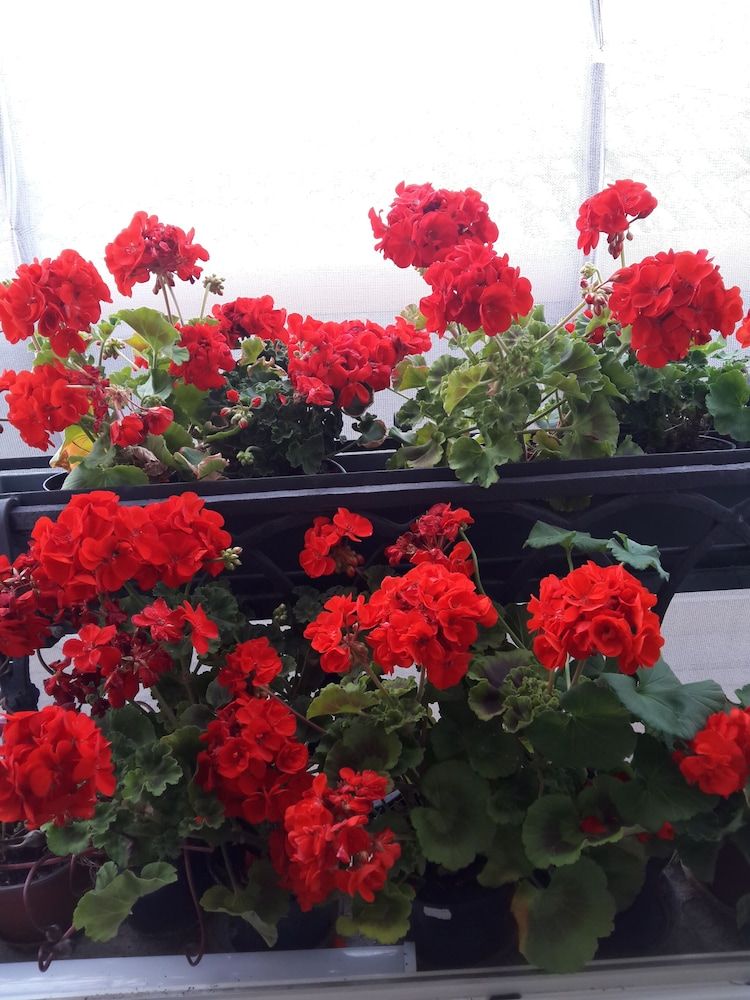 undefined B&B A Le Boteghe 9