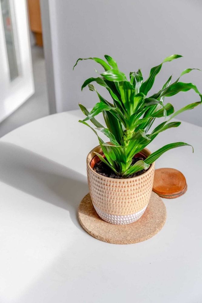 Cosy 1 Bedroom Flat Near Old Street Basic Apartment, 1 Double Bed 21