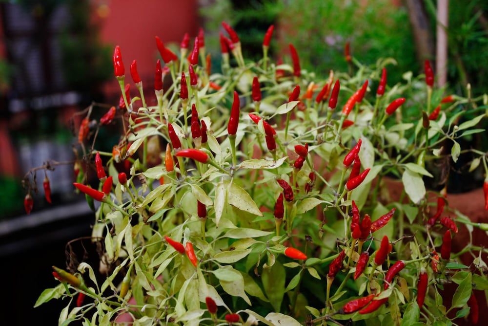 undefined Wonder Trastevere Corner 2