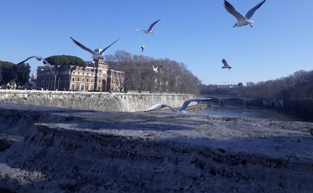 undefined Lungotevere Collection Suite 4