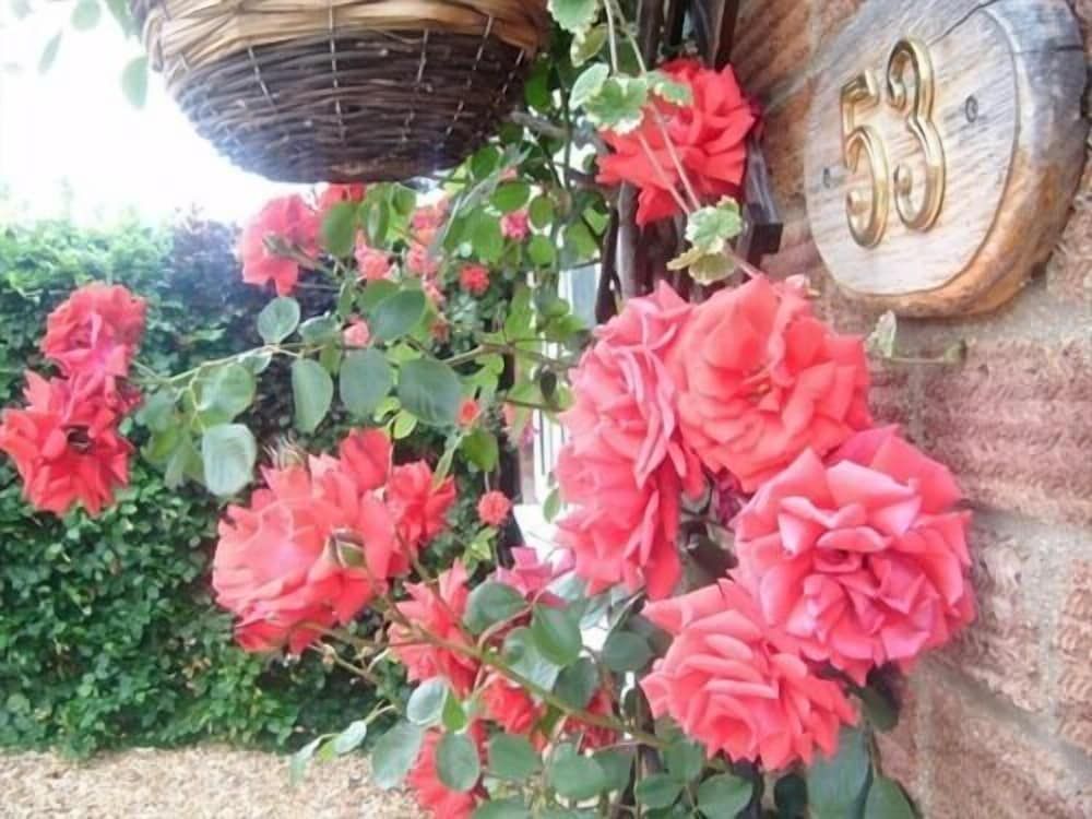 undefined Rosa's BB 6