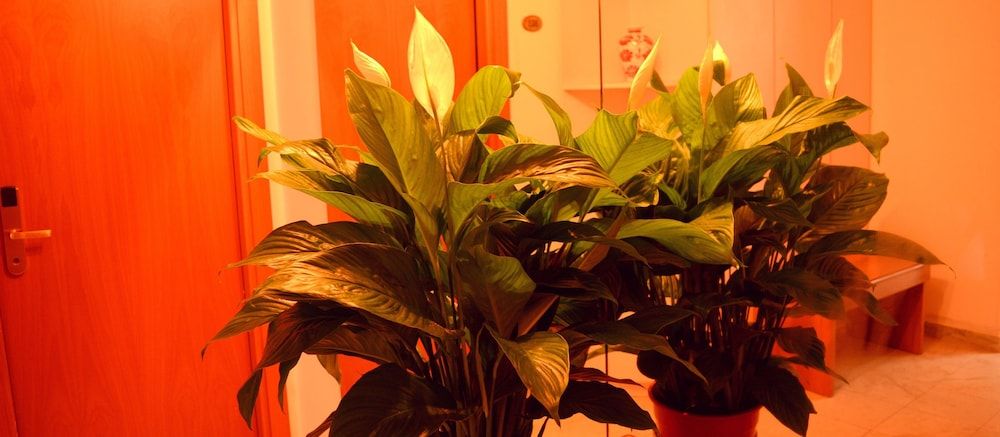 undefined Hotel Francesco 5