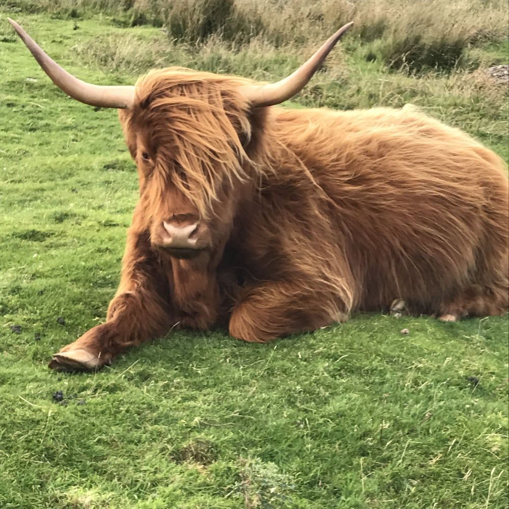 undefined West Highland Way Hotel & Campsite 5