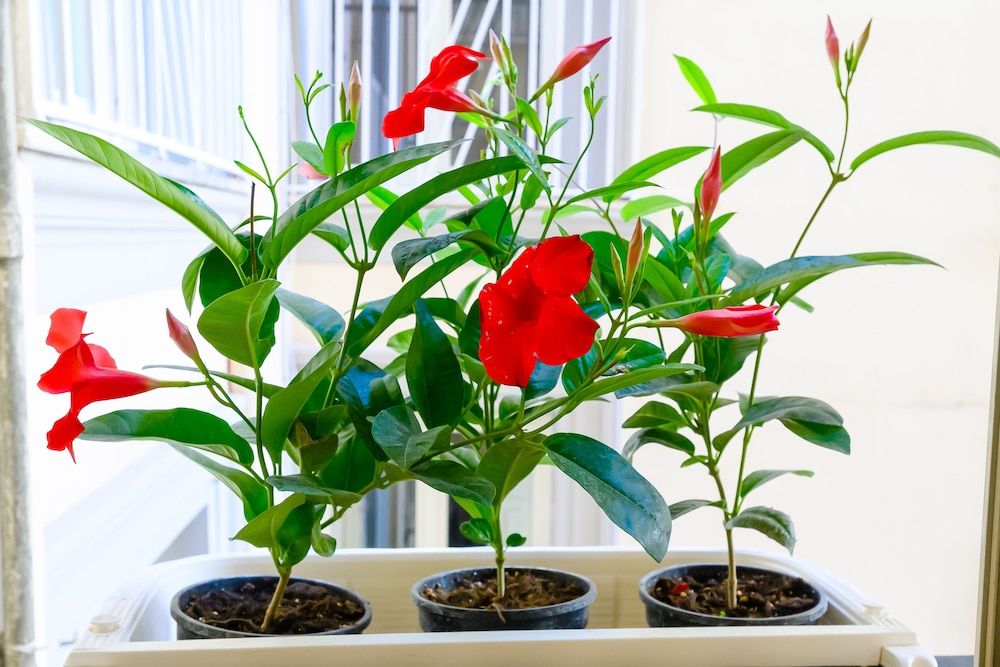 undefined Niparè Suite 2