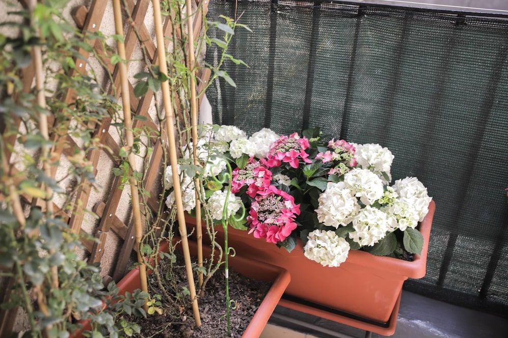 undefined Le Ortensie