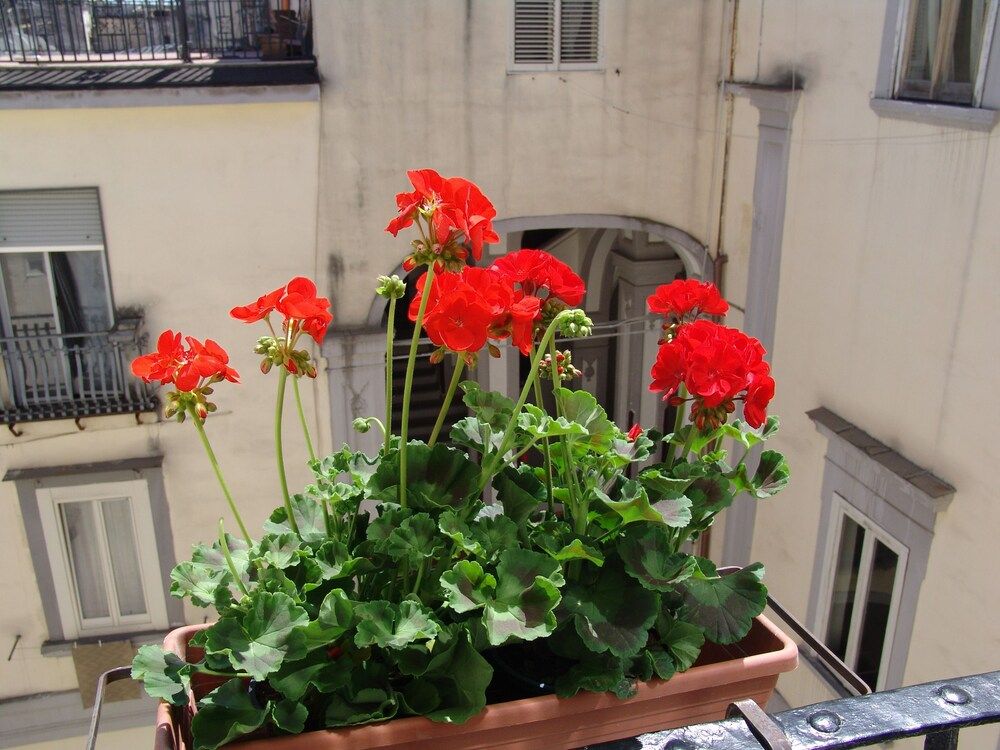 Terrazza dei Principi Triple Room, Non Smoking 4